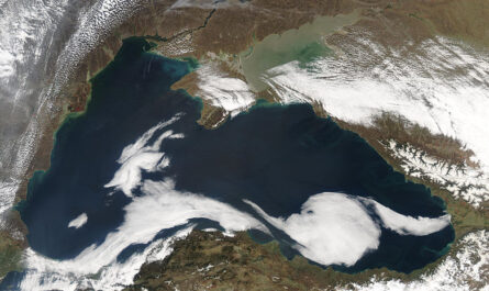 Растения и животные побережья Черного моря факты