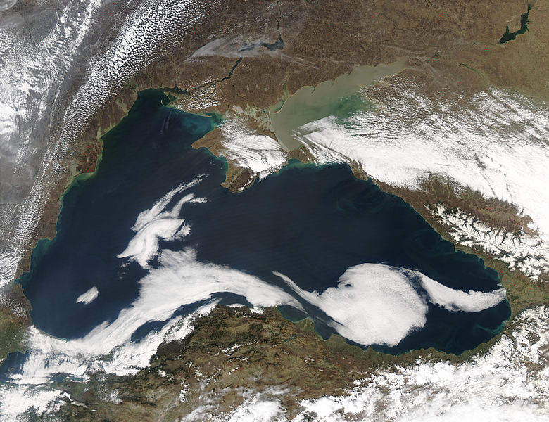 Растения и животные побережья Черного моря факты