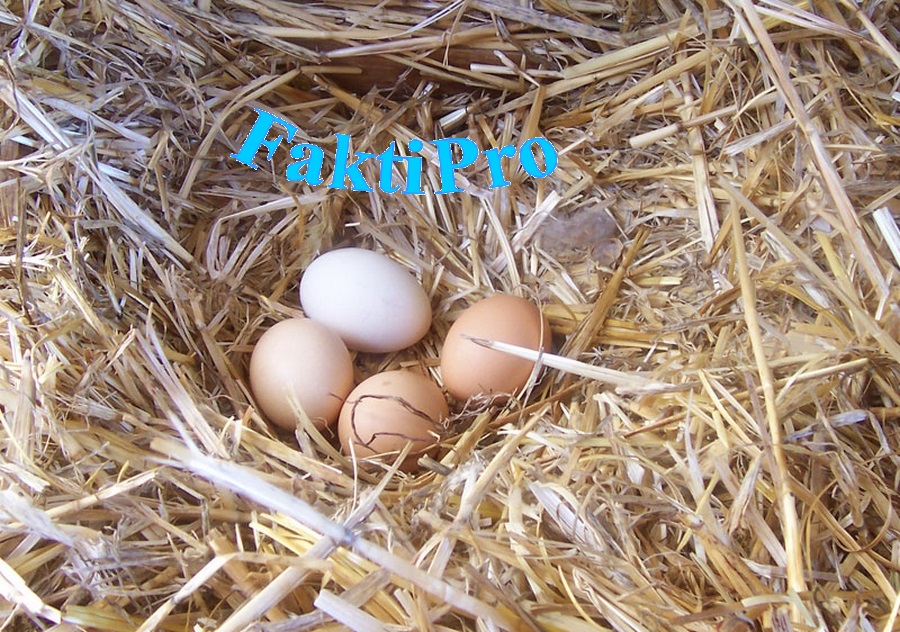 Яйца могут иметь разный цвет