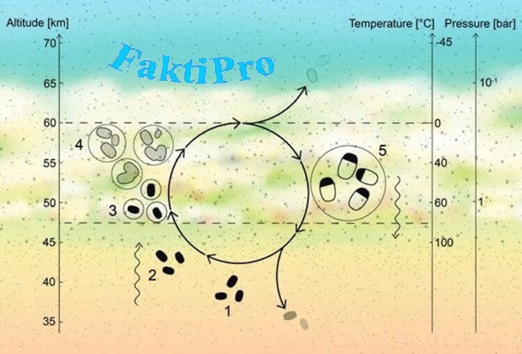 Предлагаемый жизненный цикл микробов, выживших в кислотных облаках Венеры