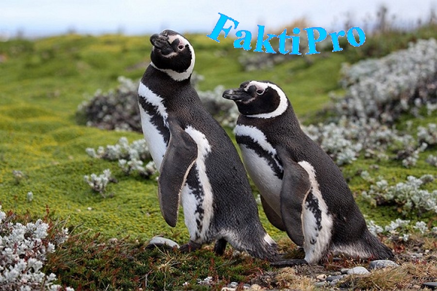 Магелланов пингвин (Магелланский пингвин, лат. Spheniscus magellanicus)